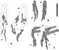 Darstellung der Vorderhände der neu gefundenen Exemplare MPC-D 107/15 (A) und 107/16 (B und C)
