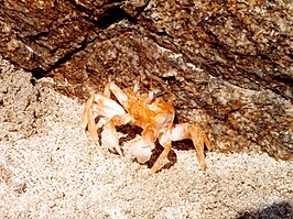 Ocypode stimpsoni