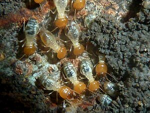 Workers foraging on tree bark under cement