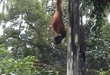 File:Orangutans.ogv