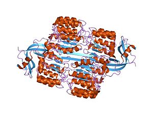 RNase Iとの複合体