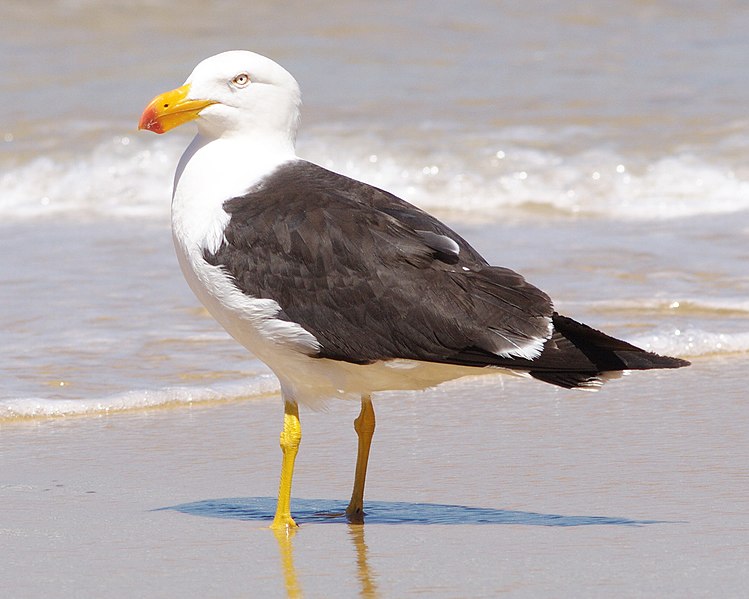 File:Pacific Gull.jpg