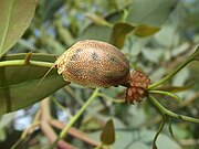 Paropsis atomaria laying eggs