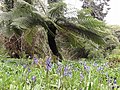 Bluebells in April