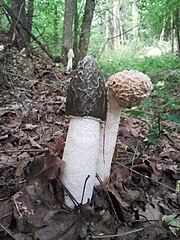 Photographie en couleurs de deux champignons à pieds blancs dont un ayant un chapeau conique de couleur sombre.