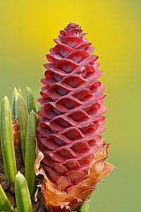 Picea omorika cone, by Iifar