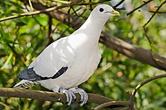 timor imperial pigeon