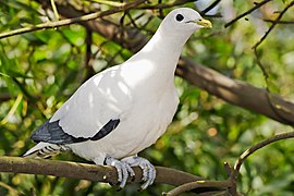 Пестрый императорский голубь - melbourne zoo.jpg