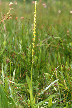 Platanthera yosemitensis.jpg