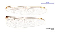 Female wings