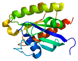 Protein RRAS PDB 2fn4.png