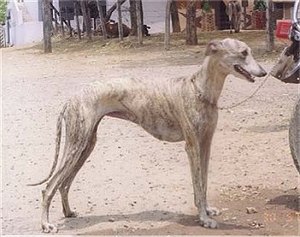 Rampur Hound