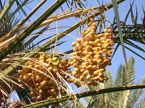 Ripe and dry dates fruit bunches