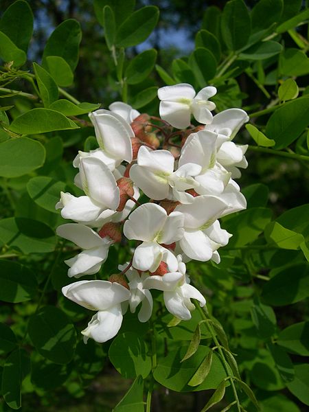 :Robinia Pseudoacacia flower.JPG