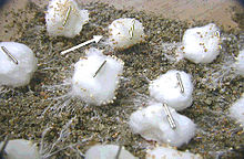 Sclerotium delphinii on cottonballs.jpg