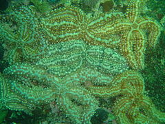 Spiny starfish