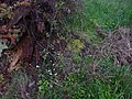 Spring Mushrooms