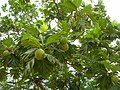 Starr 060703-8343 Artocarpus altilis.jpg