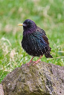 Stare Sturnus vulgaris faroeensis, bilete frå Mykines, Færøyane, mai 2008 Foto: Arne List