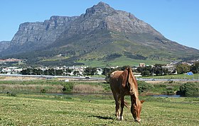 Image illustrative de l’article Cheval en Afrique du Sud