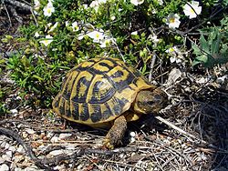 Testudo hermanni hermanni Mallorca 02.jpg