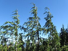 three treetops