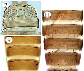 Голова (2), тергиты (9) и стерниты брюшка (11)