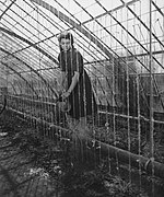 Greenhouse, April 1946