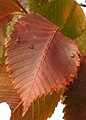Red autumn leaves, U. laevis