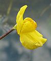 Utricularia australis