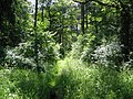 Wald des Gipsberges bei Merzig
