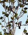 White-rumped cuckoo-shrike