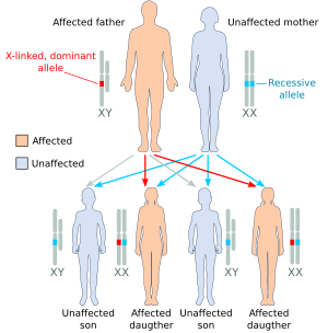 X доминантный больной отец.svg