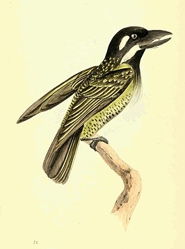 Geelparelbaardvogel