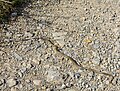 ЗмијаЗмија у резервату Арбиње