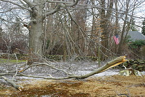 Damage from the ice storm of 12/12/2008.