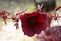 Hibiscus acetosella à Hilo, Hawaii.