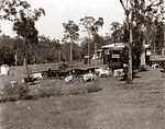 Dairy cows around 38 Piddington St, St Johns Wood. Ekka Wednesday 1938