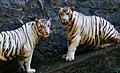 Weiße Königstiger (Panthera tigris)