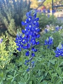 Bluebonnet flowers