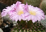 Miniatura para Acanthocalycium spiniflorum