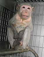 Covance primate-testing lab, Vienna, Virginia, 2004-05 AnimaltestingMonkeyCovance2.jpg