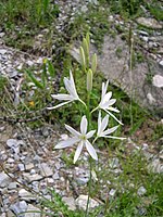 Bělozářka liliovitá (Anthericum liliago)