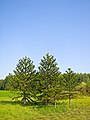 Gruppe im Arboretum Main-Taunus