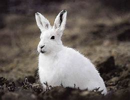 Lepus arcticus