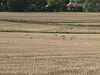 Birds in Arkley South Field