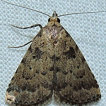 Arugisa latiorella