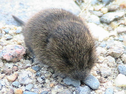 Eastern Meadow Vole Diet