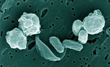 Bacillus odysseyi.jpg