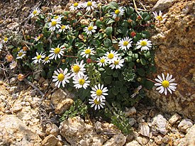 Bellium bellidioides (Корсика)